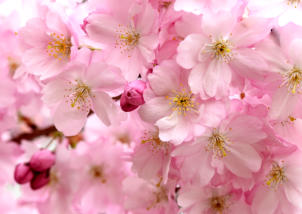 Cherry Blossoms at Buffalo History Museum<Many>