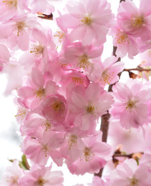 Cherry Blossoms at Buffalo History Museum<Many>