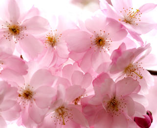 Cherry Blossoms at Buffalo History Museum<Many>