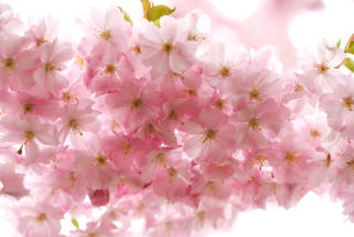 Cherry Blossoms at Buffalo History Museum<Many>