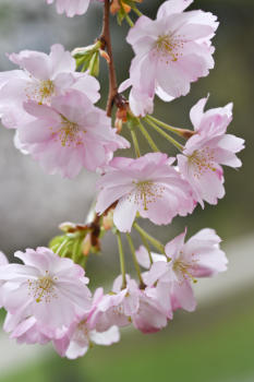 Cherry Blossoms at Buffalo History Museum<Many>