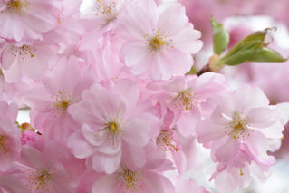 Cherry Blossoms at Buffalo History Museum<Many>