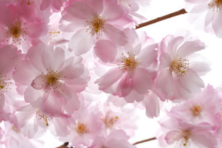 Cherry Blossoms at Buffalo History Museum<Many>