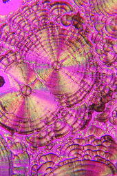 Crystal Photomicrograph